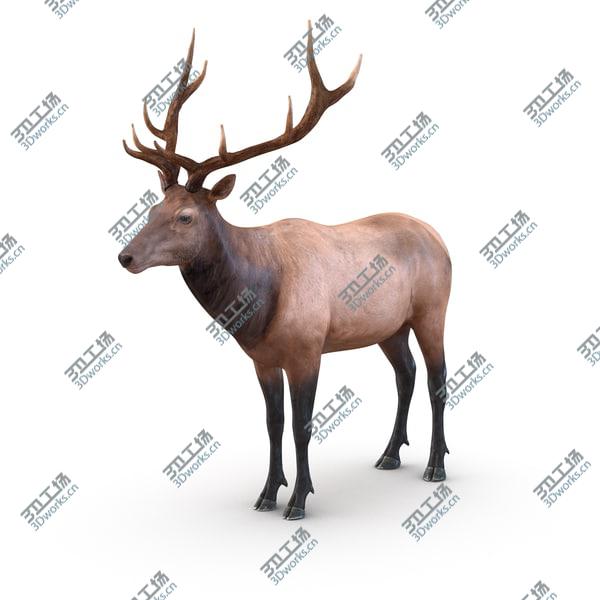 images/goods_img/20210312/Elk Rigged for Cinema 4D/2.jpg